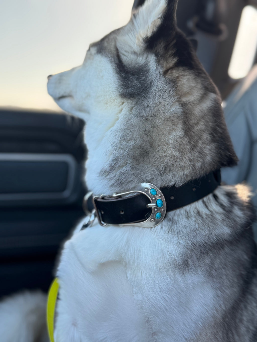 Signature Dog Collars