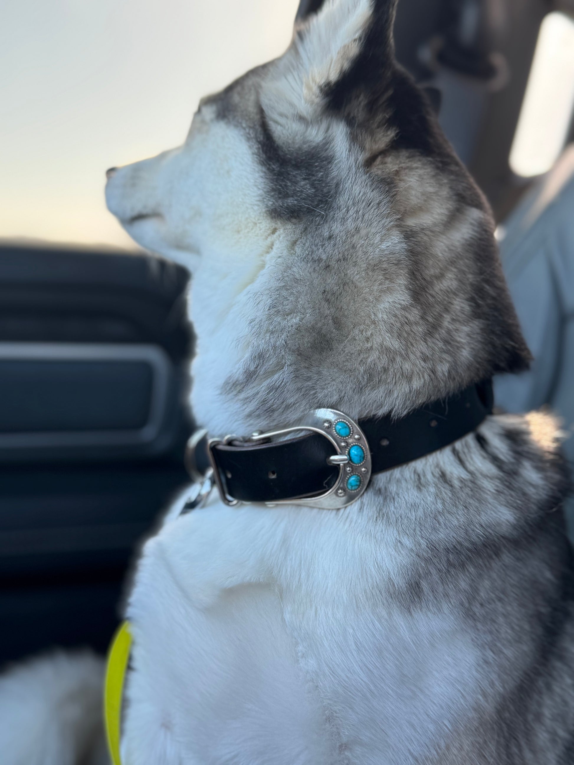 Signature Dog Collars