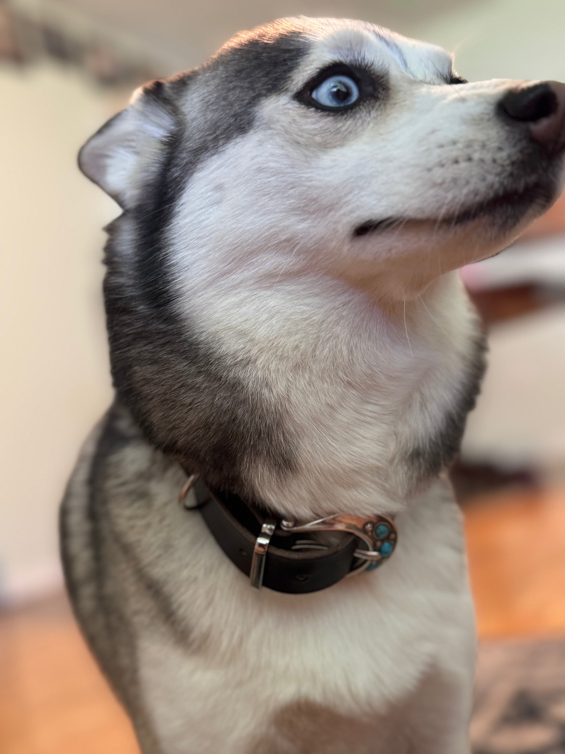 Signature Dog Collars