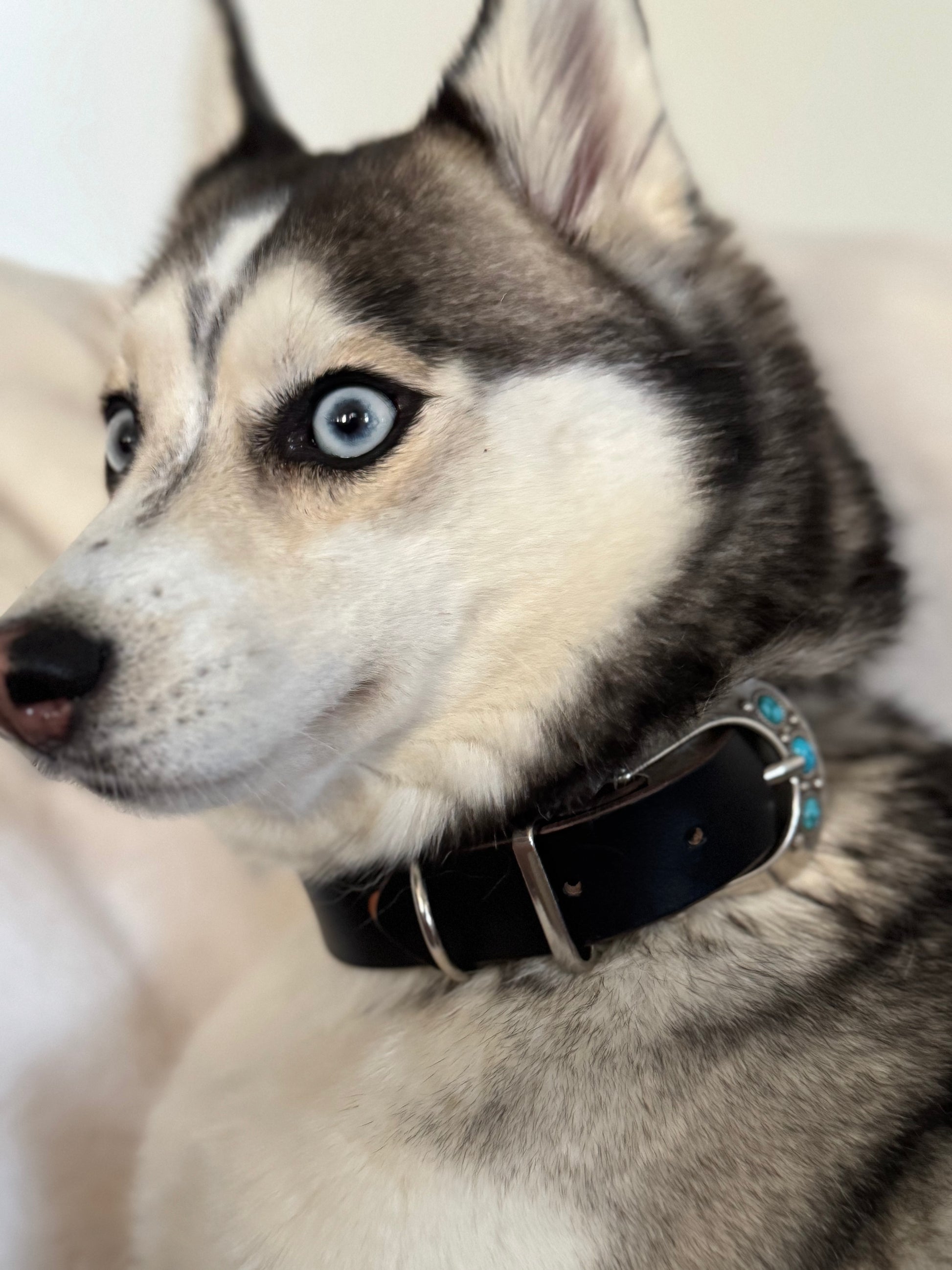 Signature Dog Collars